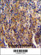 Spectrin Repeat Containing Nuclear Envelope Family Member 3 antibody, 55-447, ProSci, Immunohistochemistry paraffin image 