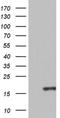 Eotaxin-1 antibody, NBP2-46081, Novus Biologicals, Western Blot image 