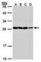 Hematological and neurological expressed 1 protein antibody, orb69897, Biorbyt, Western Blot image 