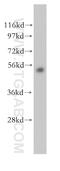 4-Aminobutyrate Aminotransferase antibody, 11349-1-AP, Proteintech Group, Western Blot image 