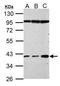Zonulin antibody, TA308899, Origene, Western Blot image 