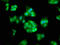Ras Association Domain Family Member 7 antibody, LS-C671891, Lifespan Biosciences, Immunofluorescence image 