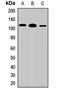 Interleukin 17 Receptor D antibody, orb411645, Biorbyt, Western Blot image 