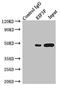 Eukaryotic translation initiation factor 3 subunit F antibody, LS-C675702, Lifespan Biosciences, Immunoprecipitation image 