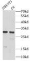 DNA Damage Inducible Transcript 3 antibody, FNab01668, FineTest, Western Blot image 