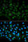 Decorin antibody, A1669, ABclonal Technology, Immunofluorescence image 
