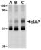 IAP2 antibody, TA306169, Origene, Western Blot image 