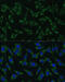 Dicer 1, Ribonuclease III antibody, 19-979, ProSci, Immunofluorescence image 