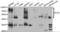 PVR Cell Adhesion Molecule antibody, orb258004, Biorbyt, Western Blot image 