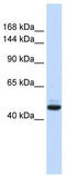 Protein GREB1 antibody, TA343749, Origene, Western Blot image 