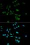 Sirtuin 7 antibody, orb48950, Biorbyt, Immunofluorescence image 