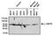 Hspa1 antibody, NB600-1469, Novus Biologicals, Western Blot image 