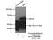 Ribophorin II antibody, 10576-1-AP, Proteintech Group, Immunoprecipitation image 