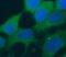 RIO Kinase 3 antibody, FNab07311, FineTest, Immunofluorescence image 