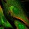 Dynamin Binding Protein antibody, PA5-66148, Invitrogen Antibodies, Immunofluorescence image 