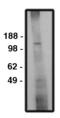 Sodium/hydrogen exchanger 6 antibody, MBS395713, MyBioSource, Western Blot image 