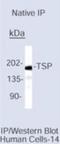 Thrombospondin 1 antibody, NB100-2059, Novus Biologicals, Western Blot image 