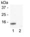 Cytochrome C, Somatic antibody, GTX16076, GeneTex, Western Blot image 