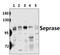Seprase antibody, AP06116PU-N, Origene, Western Blot image 