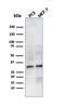Homeobox protein Nkx-2.8 antibody, GTX02689, GeneTex, Western Blot image 