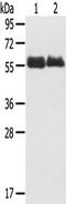 Sushi Repeat Containing Protein X-Linked antibody, TA350419, Origene, Western Blot image 