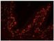 Ubiquitin carboxyl-terminal hydrolase 47 antibody, NB100-57487, Novus Biologicals, Flow Cytometry image 