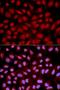 Carbohydrate sulfotransferase 15 antibody, orb325320, Biorbyt, Immunofluorescence image 