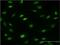 Mesoderm posterior protein 2 antibody, H00145873-M01, Novus Biologicals, Immunofluorescence image 