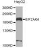 Eukaryotic translation initiation factor 2-alpha kinase 4 antibody, A01172, Boster Biological Technology, Western Blot image 