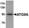 Autophagy Related 9A antibody, TA320008, Origene, Western Blot image 