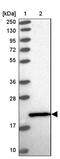 C-terminal-binding protein 2 antibody, HPA044971, Atlas Antibodies, Western Blot image 