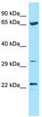 ICOS ligand antibody, TA343354, Origene, Western Blot image 