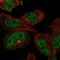 Myosin XVIIIB antibody, HPA000953, Atlas Antibodies, Immunofluorescence image 