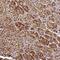 Small Integral Membrane Protein 4 antibody, HPA047771, Atlas Antibodies, Immunohistochemistry paraffin image 