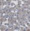 Dermatan Sulfate Epimerase antibody, FNab02543, FineTest, Immunohistochemistry frozen image 