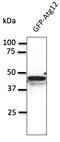 Autophagy Related 12 antibody, AB0083-200, Origene, Western Blot image 