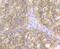 Carbonic anhydrase 2 antibody, NBP2-76824, Novus Biologicals, Immunohistochemistry paraffin image 