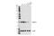 Claudin 3 antibody, 83609S, Cell Signaling Technology, Western Blot image 