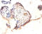 Heat Shock Factor Binding Protein 1 antibody, orb239219, Biorbyt, Immunohistochemistry paraffin image 