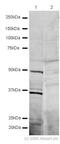 Zinc finger protein Gfi-1 antibody, ab21061, Abcam, Western Blot image 