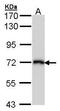 Solute Carrier Family 3 Member 2 antibody, TA308364, Origene, Western Blot image 