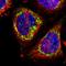 Cytochrome C Oxidase Subunit 6B1 antibody, HPA004192, Atlas Antibodies, Immunofluorescence image 