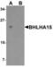 Class A basic helix-loop-helix protein 15 antibody, LS-B10140, Lifespan Biosciences, Western Blot image 
