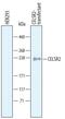 Cadherin EGF LAG seven-pass G-type receptor 2 antibody, AF6739, R&D Systems, Western Blot image 