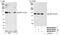 5-azacytidine-induced protein 1 antibody, NB100-68225, Novus Biologicals, Western Blot image 