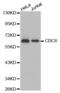 Cell division control protein 6 homolog antibody, abx000586, Abbexa, Western Blot image 