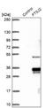 Mitochondrial RRNA Methyltransferase 2 antibody, NBP2-30894, Novus Biologicals, Western Blot image 
