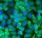 Galactosidase Alpha antibody, FNab00329, FineTest, Immunofluorescence image 