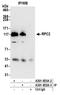 RNA Polymerase III Subunit B antibody, A301-855A, Bethyl Labs, Immunoprecipitation image 