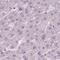 Prepronociceptin antibody, NBP2-58314, Novus Biologicals, Immunohistochemistry paraffin image 